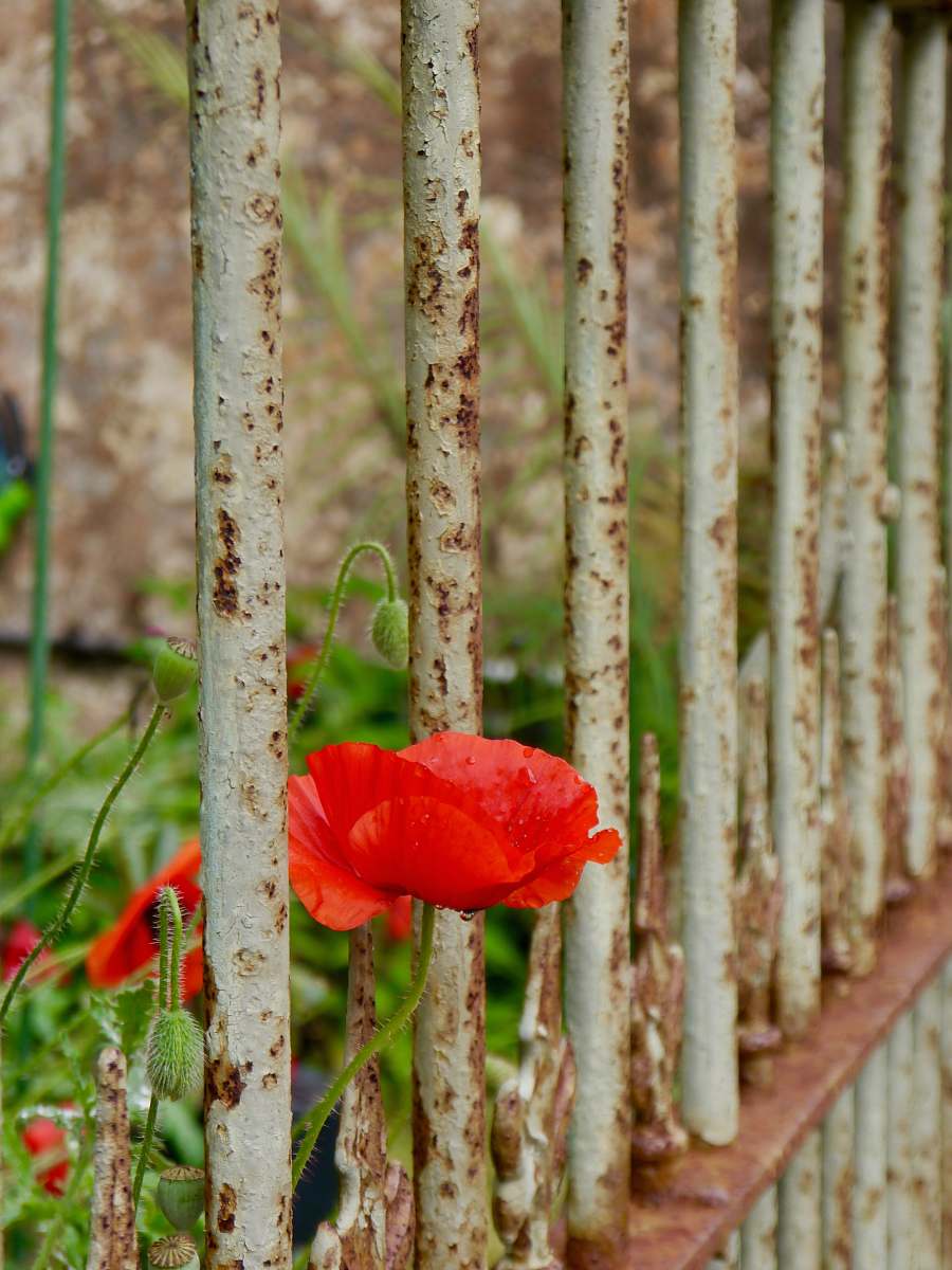blossom common poppy flower plant