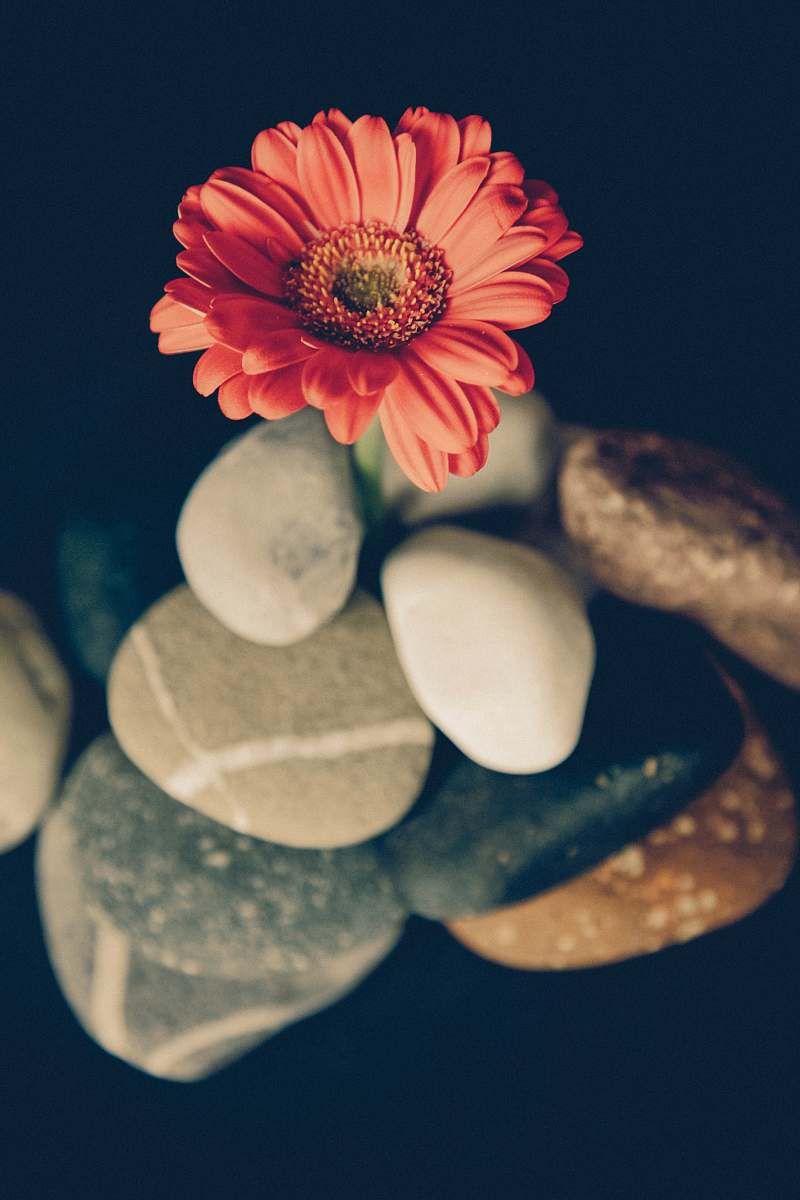 daisy focus photo of red daisy on rock formation gerbera