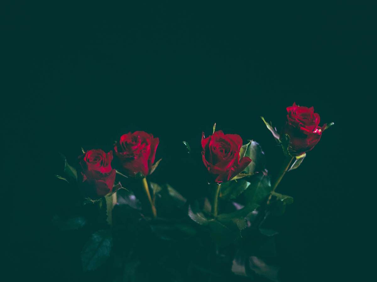 rose four red roses plant