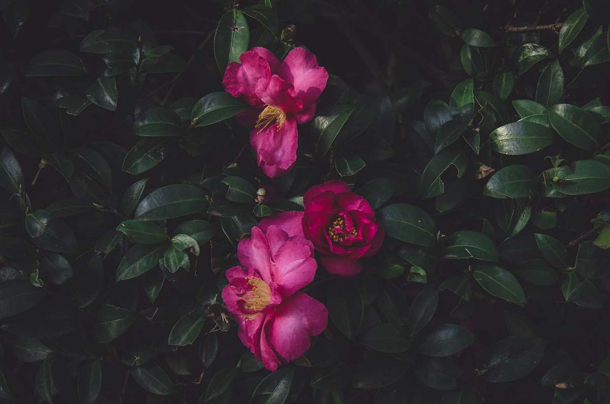 plant green leafed plant with pink flowers flora
