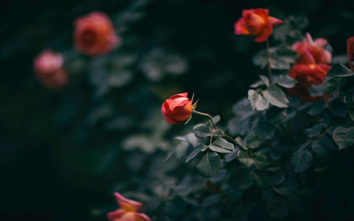 rose green plants with red flowers plant