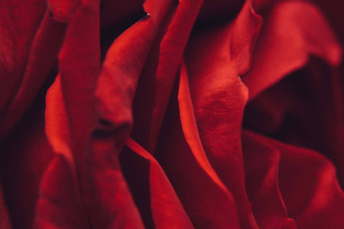 plant macro photo of red rose flower rose