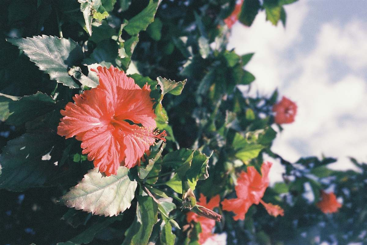 hibiscus macro photography of hyacinth flowers plant