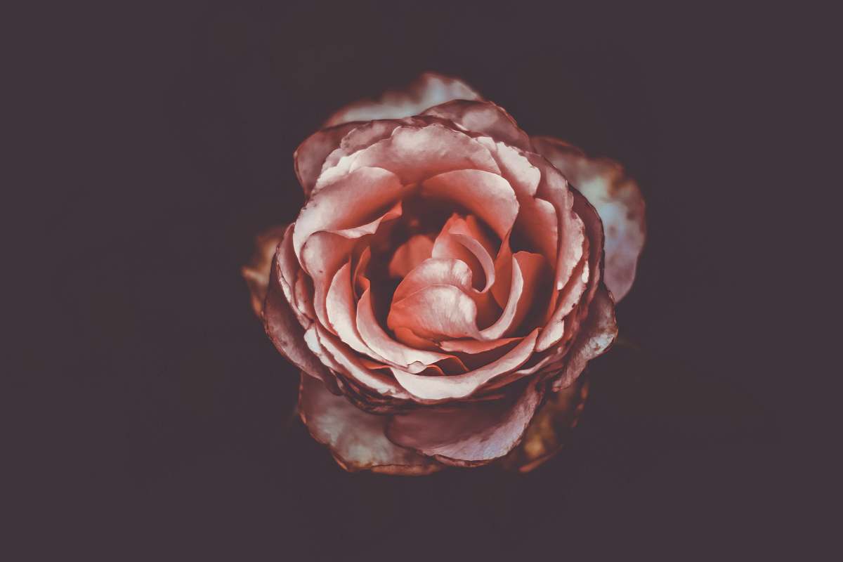 rose macro photography of pink rose flwoer petal