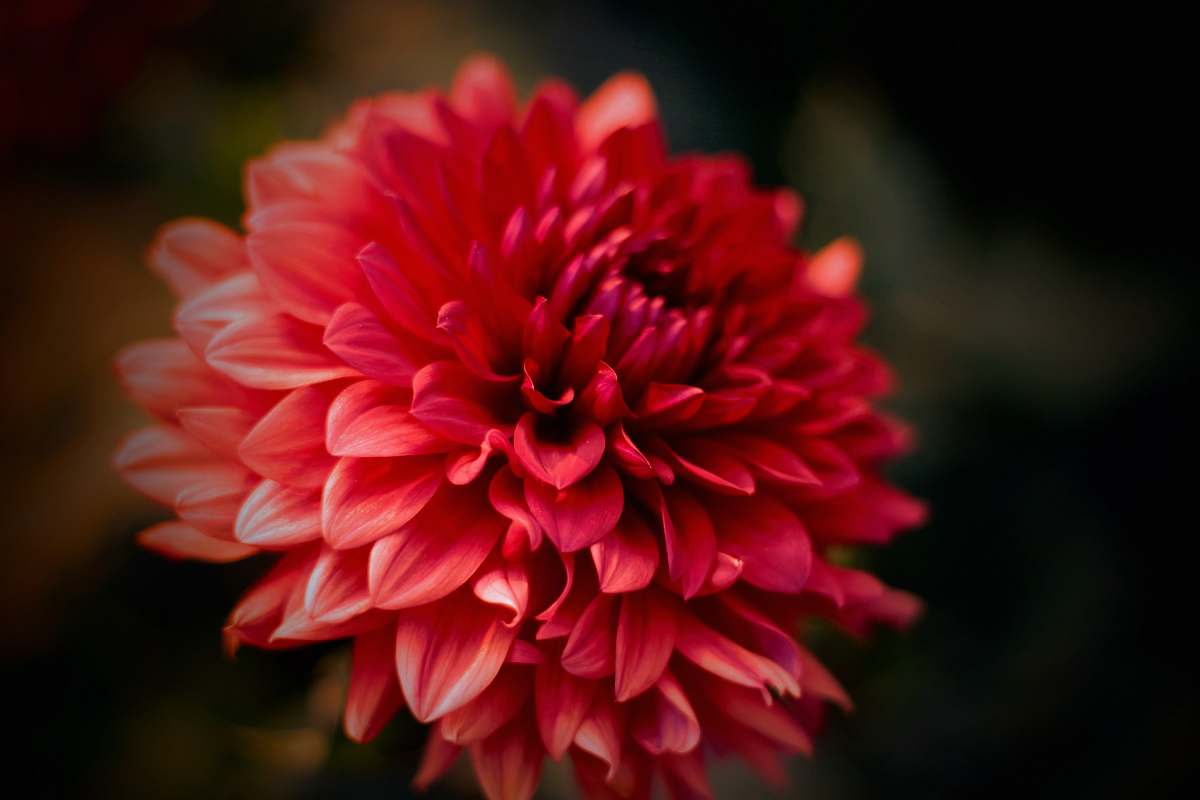 flora macro photography of red flower dahlia