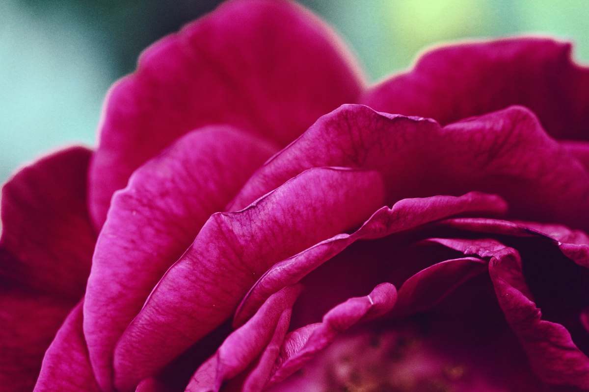 flora macro photography of red petaled flower pink