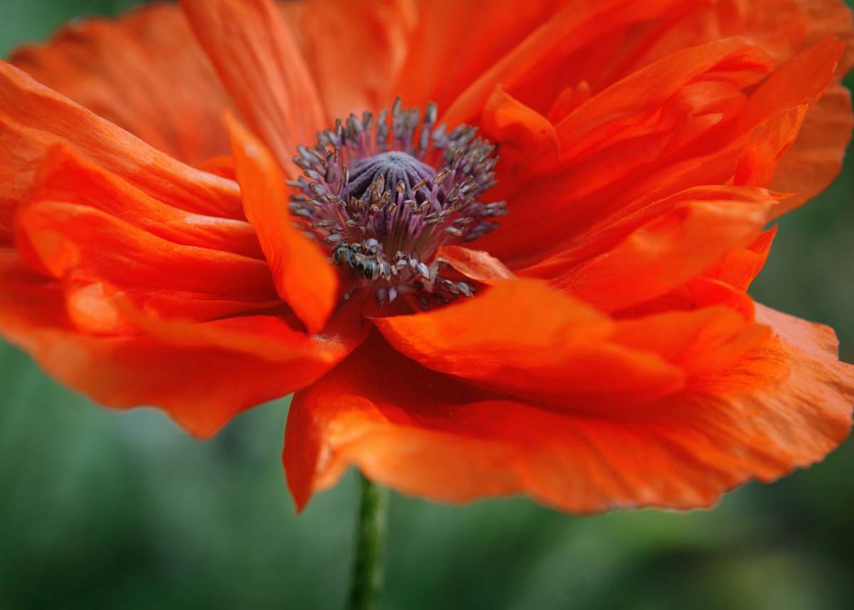poppy macro photography of red petaled flower blossom