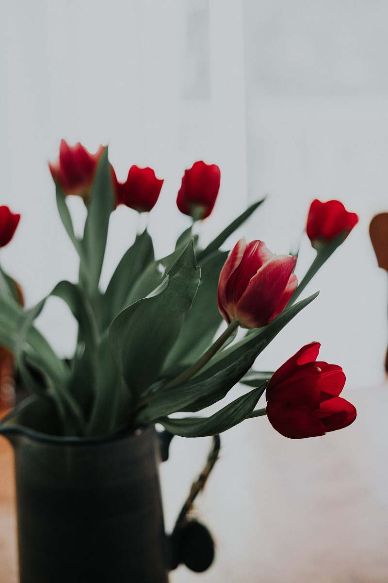 tulip macro shot photography of red tulips plant