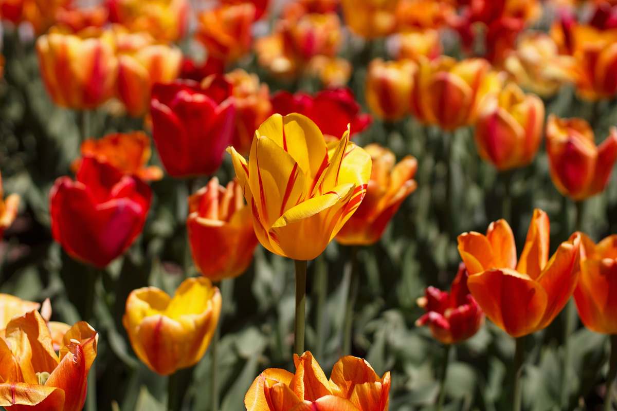plant orange and red petaled flowers close-up photography blossom