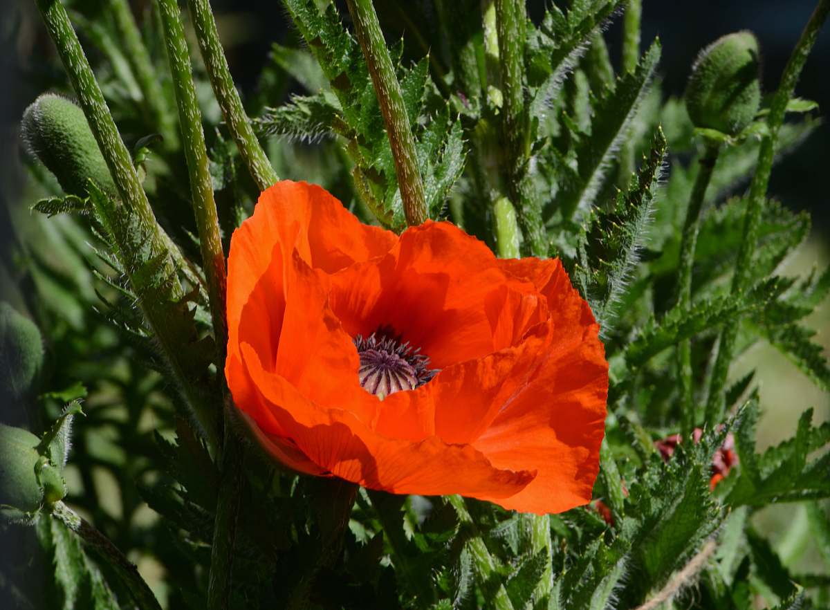 blossom orange-petaled flower plant