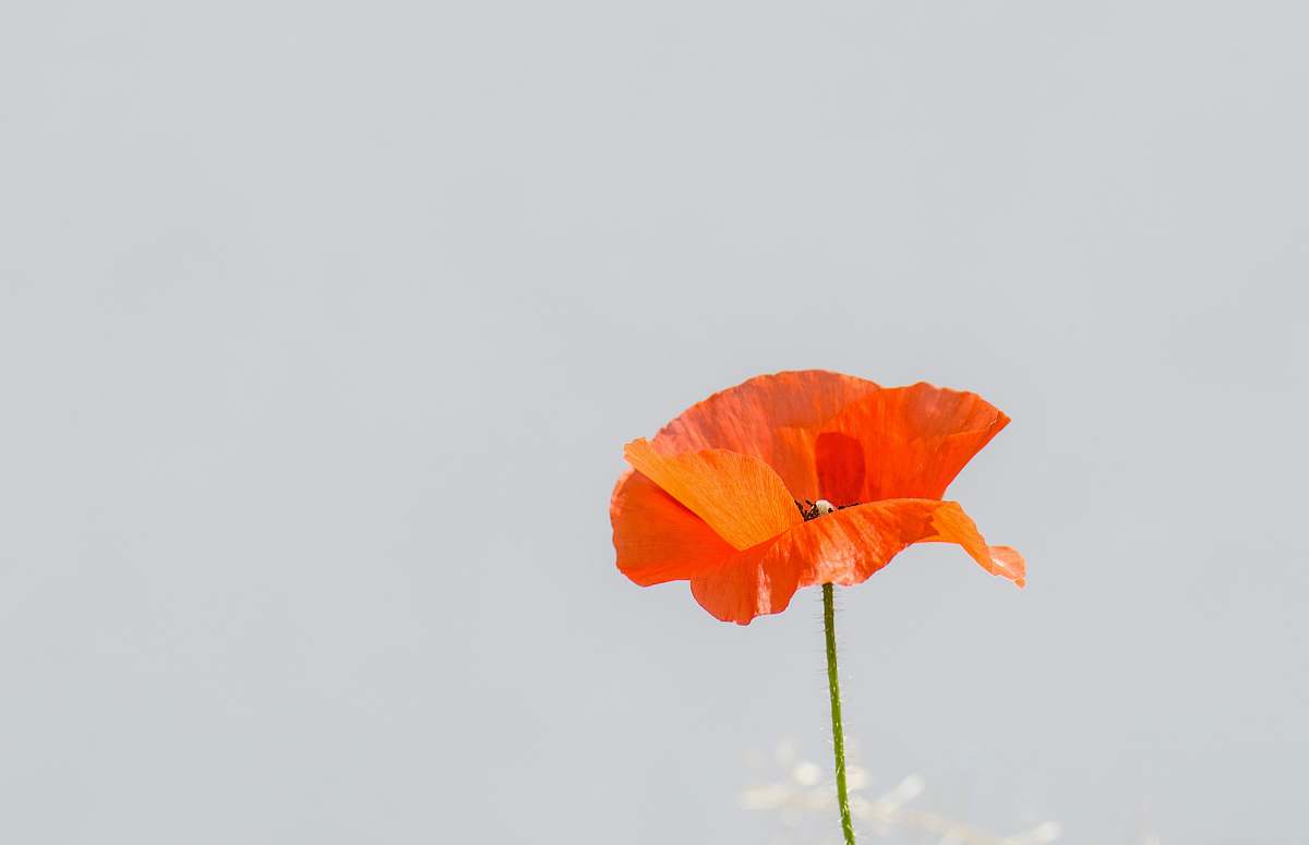 plant orange poppy flower in close-up photo blossom