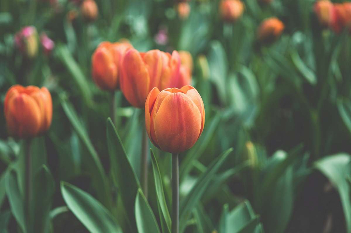 tulip orange tulip flora