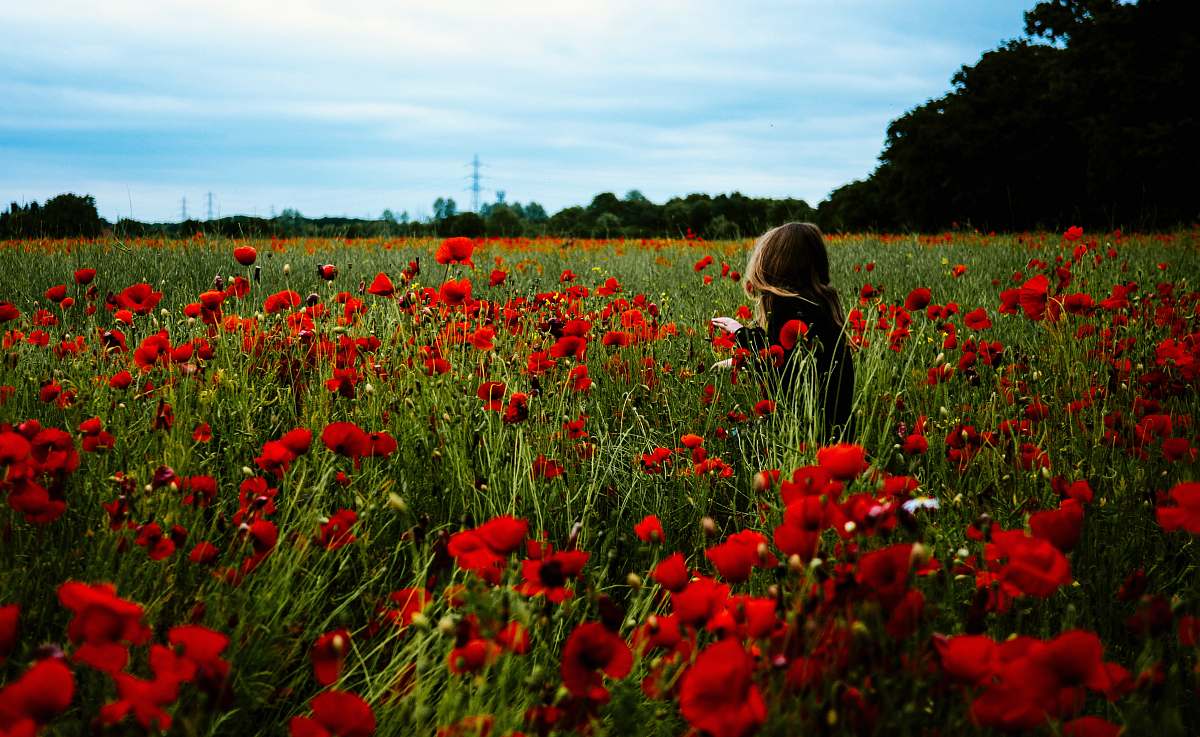 plant person walking around the red flowers during daytime poppy