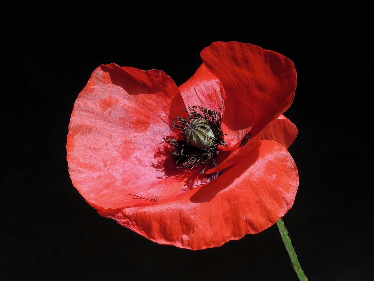 poppy photo of poppy flower flora