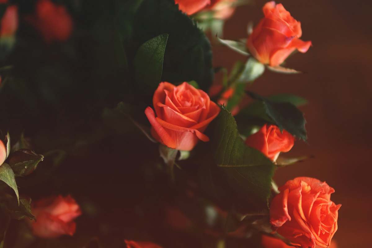 rose photo of red rose with green leaf arrangement human