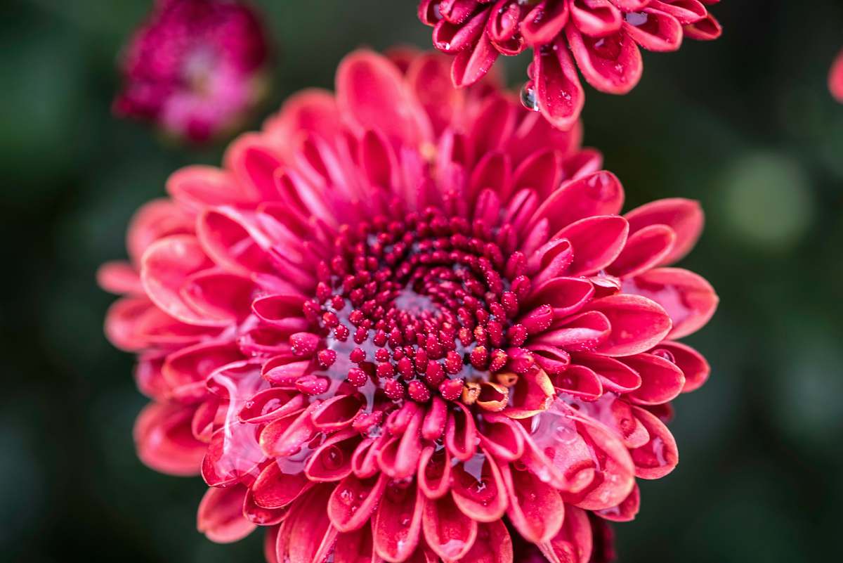 blossom pink dahlia flower dahlia