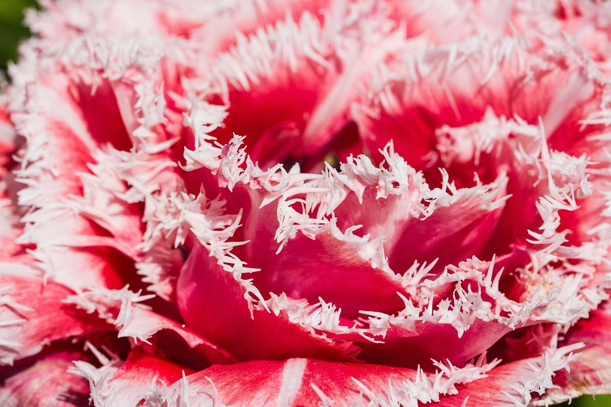 plant pink flower petal