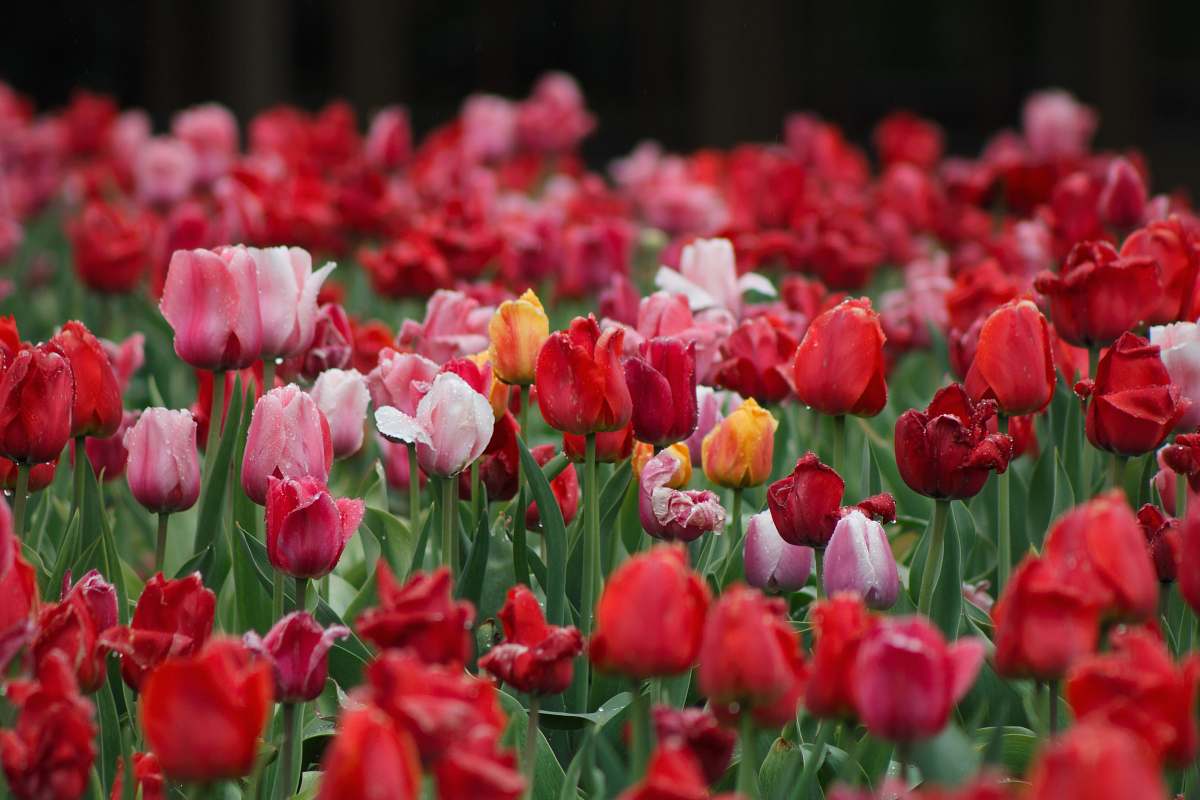 blossom pink flower plants tulip