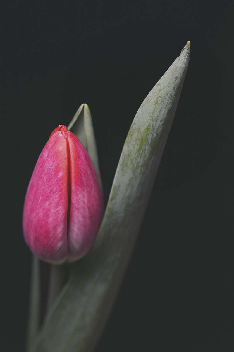 plant pink tulip flower blossom