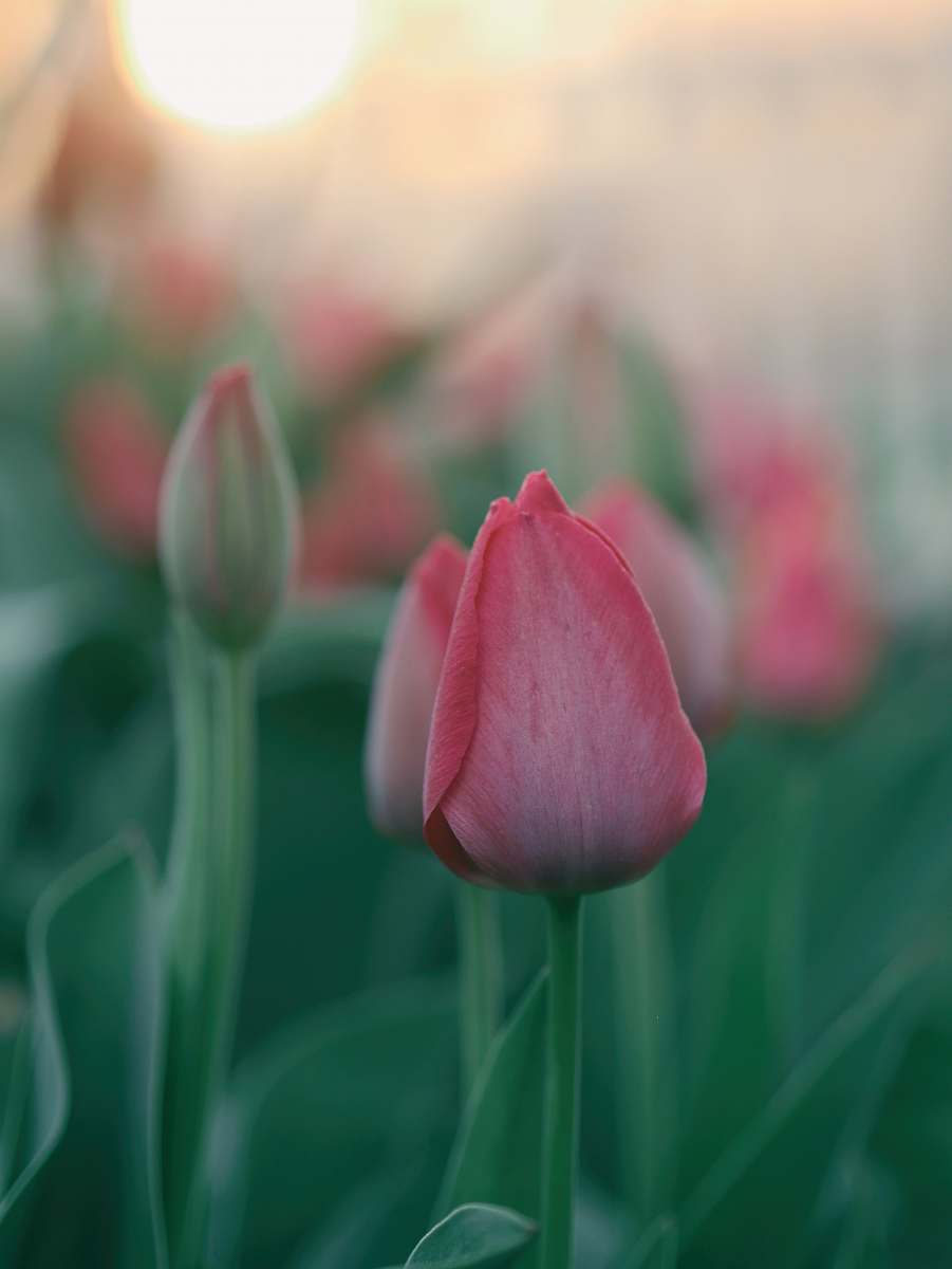 plant pink tulip flowers tulip