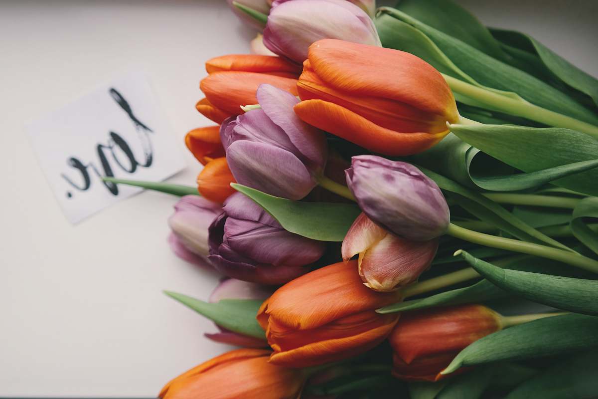 love purple and orange tulips on white surface tulip