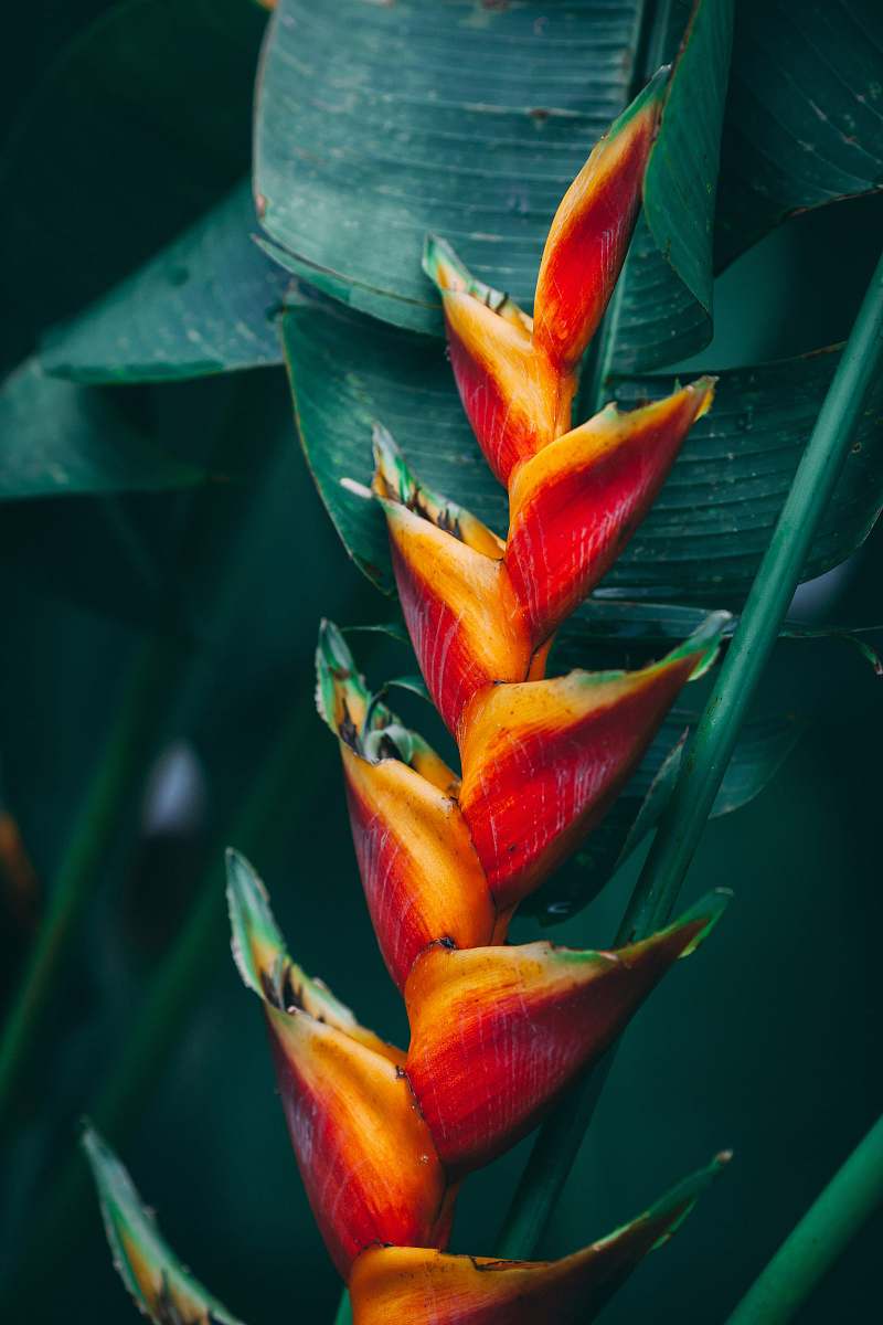 jamaica red and yellow flower plant