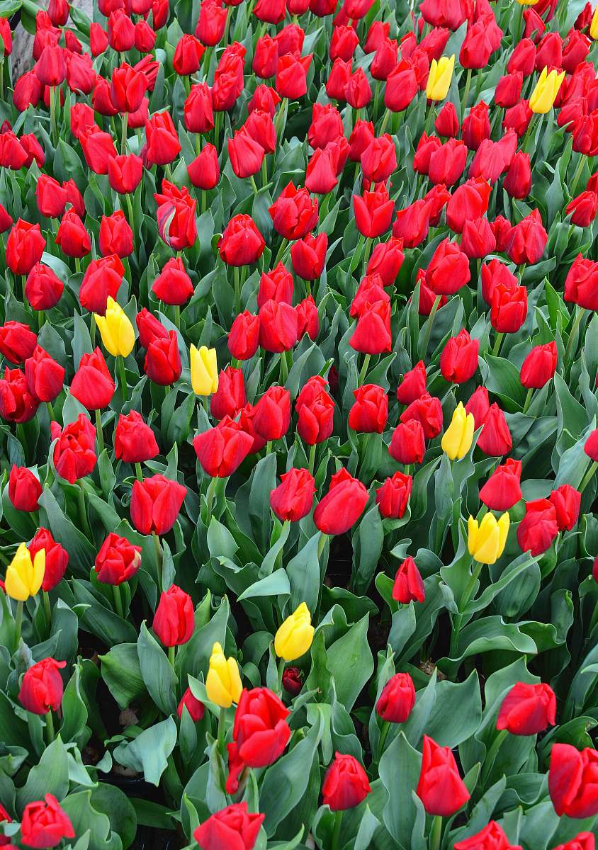 blossom red and yellow tulips under sunny sky tulip