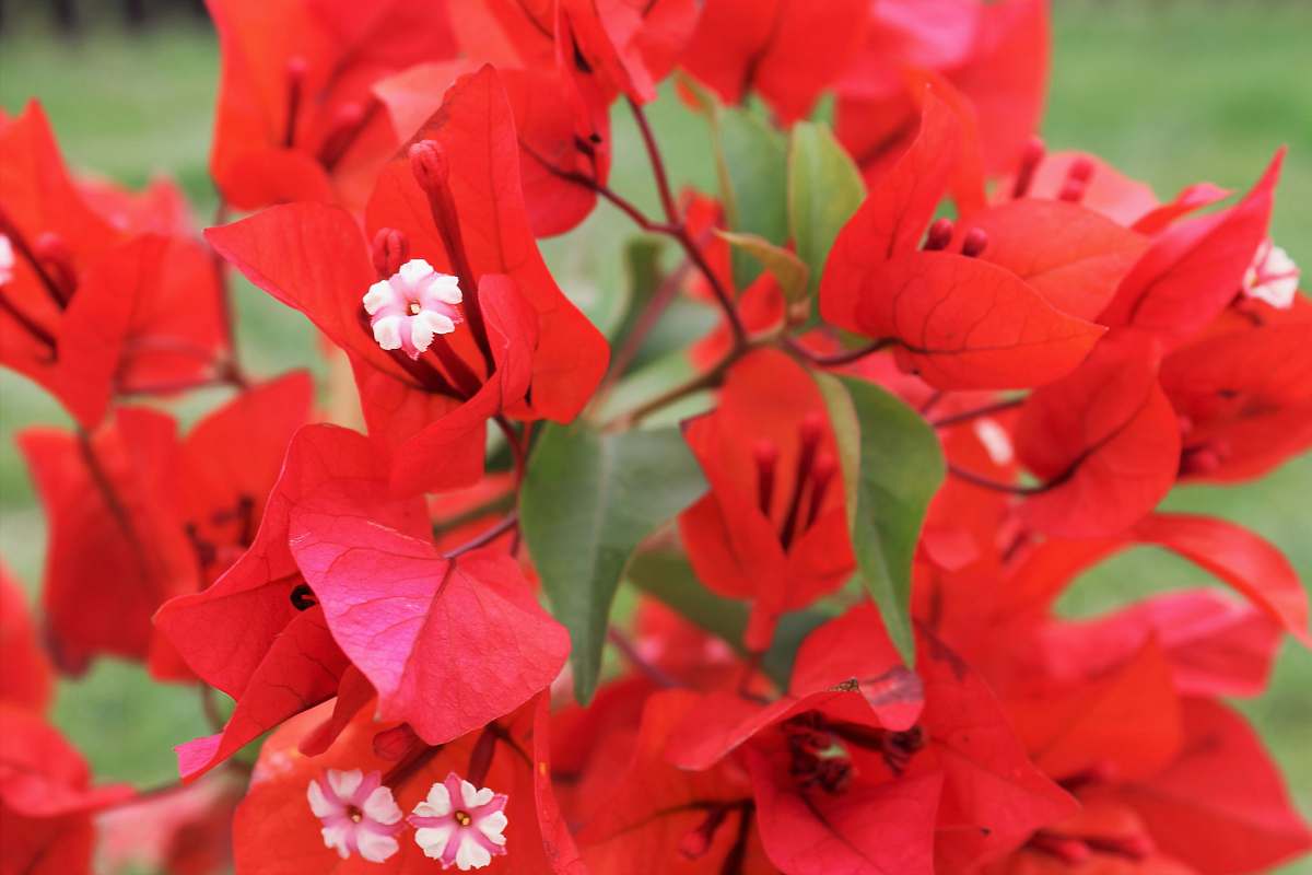 geranium red bougainvillea flower blossom