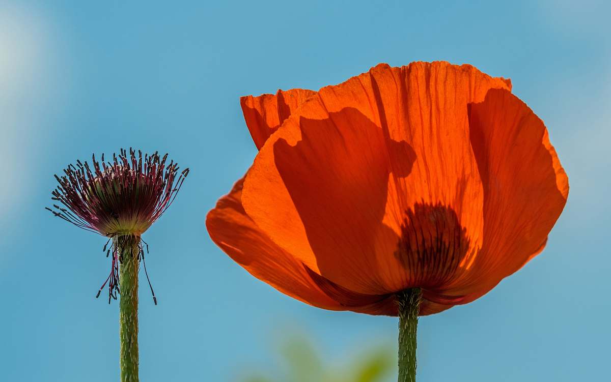 poppy red broad petaled flower plant