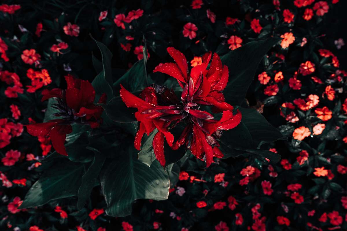 plant red broad petaled flowers dance