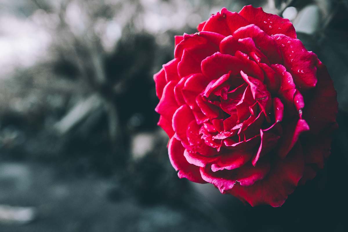 blossom red flower flora