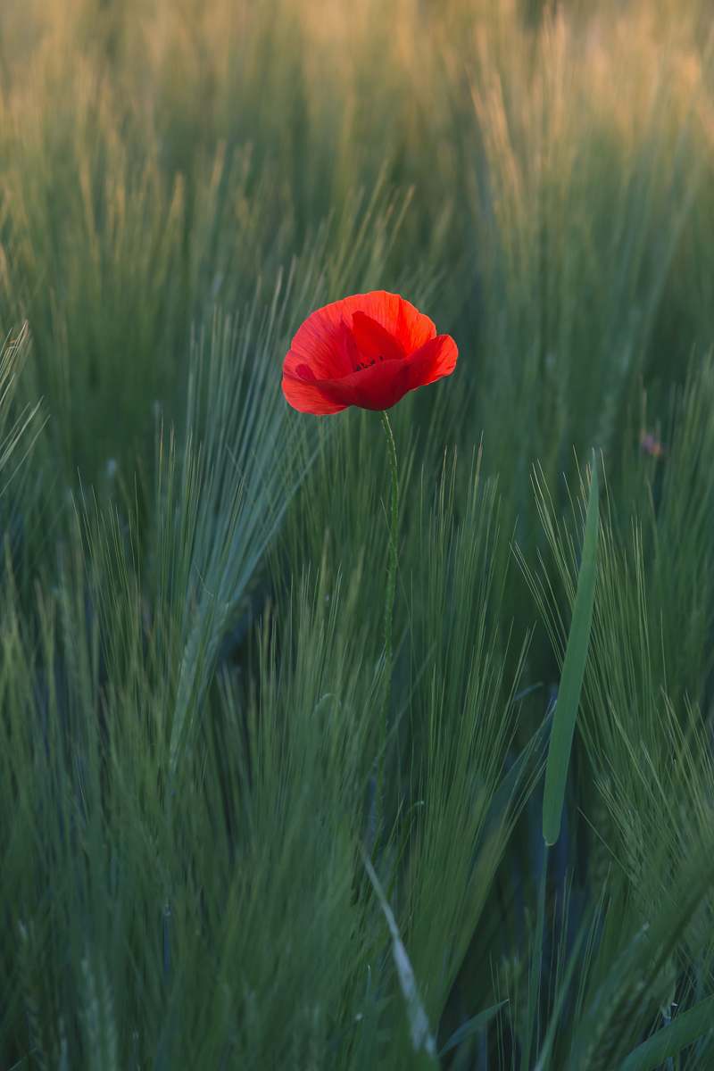 poppy red flower in the middle of green grasses blossom
