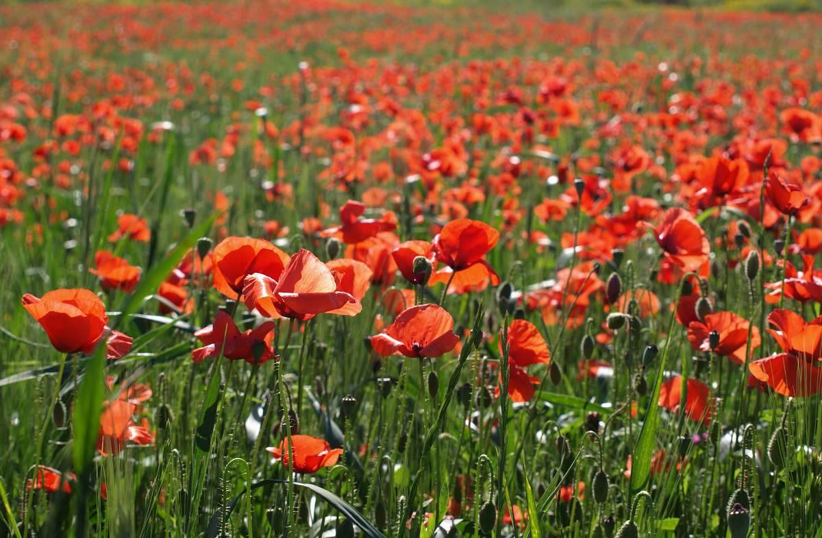 plant red flowering plant poppy