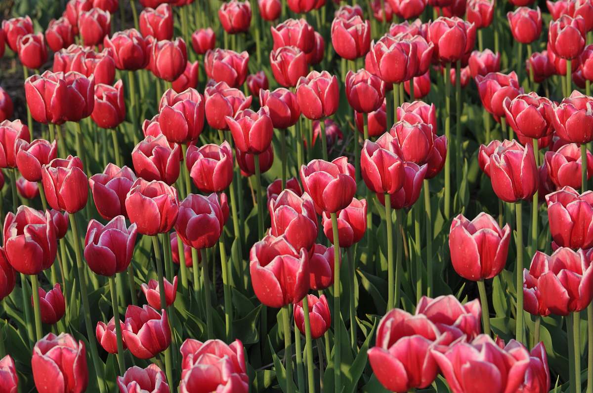 blossom red flowers tulip