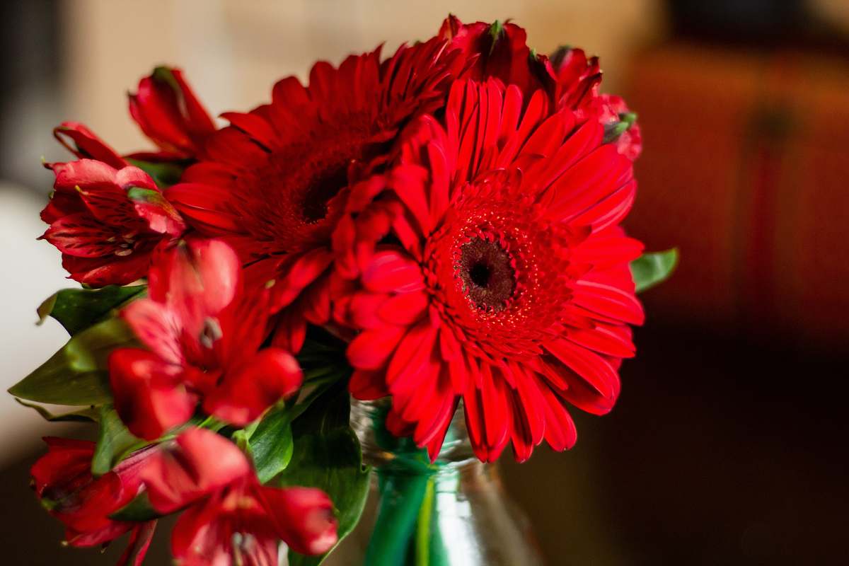 plant red flowers daisy