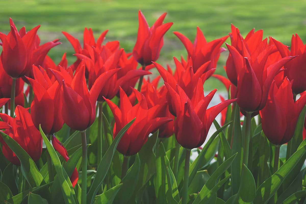 plant red flowers with green leaves tulip