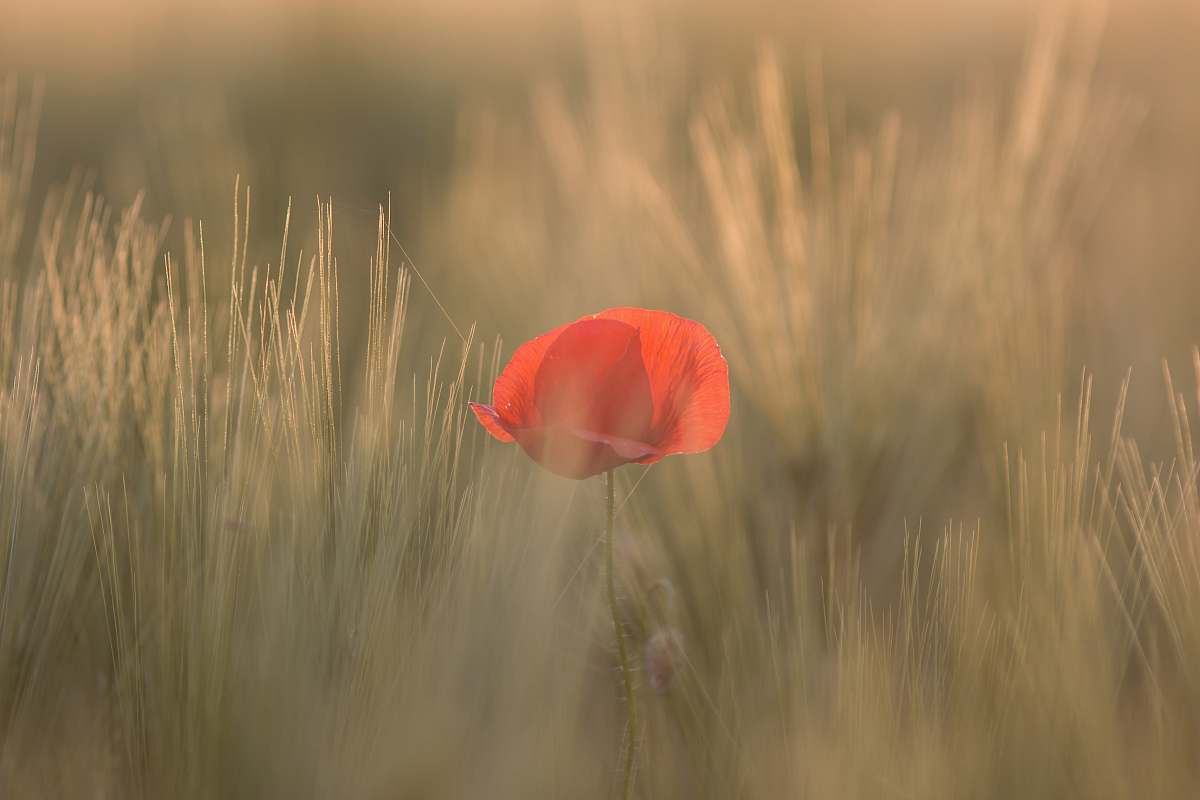 grass red petaled flower between grass poppy