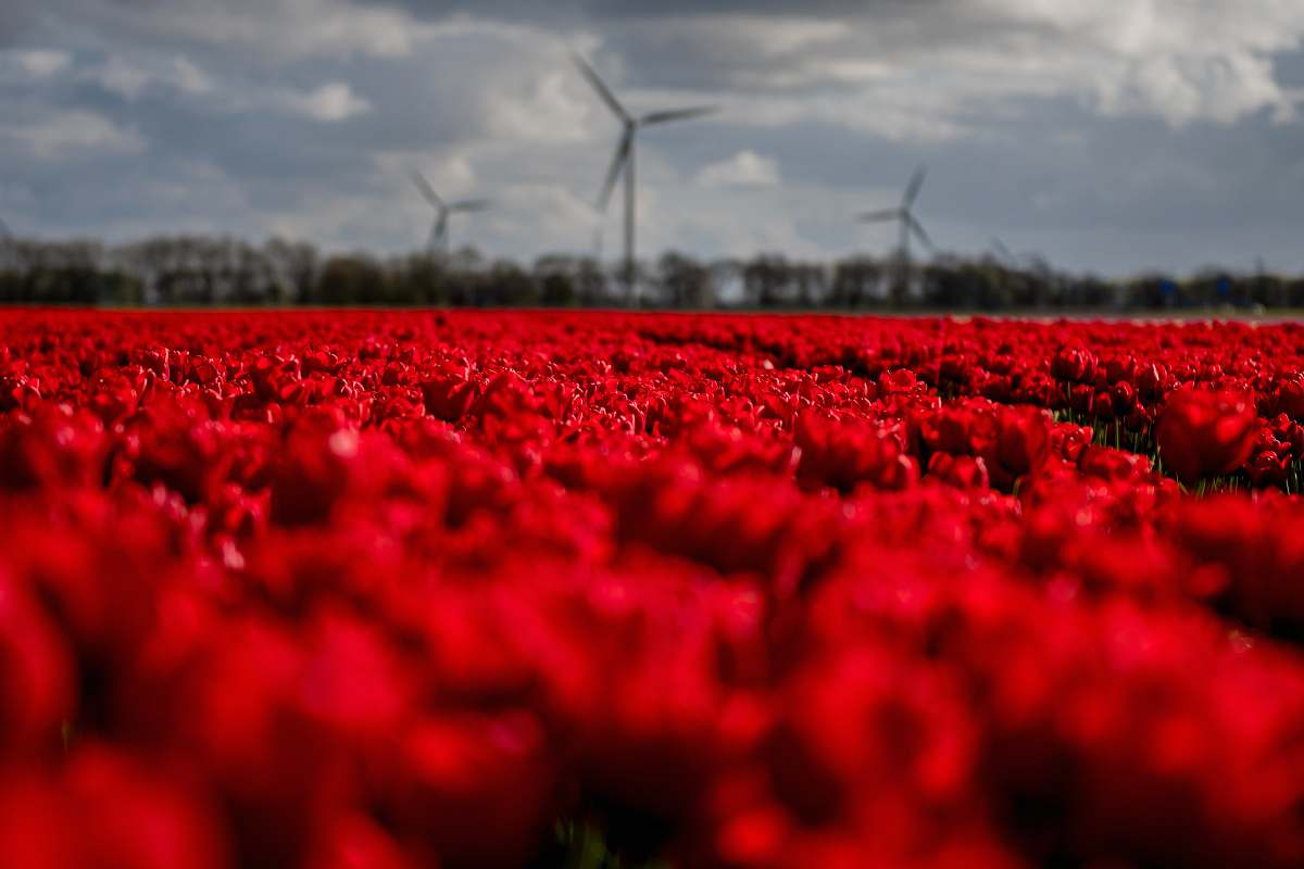 plant red petaled flower field engine