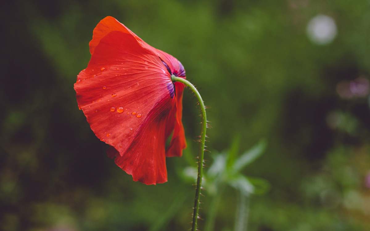 flora red petaled flower poppy