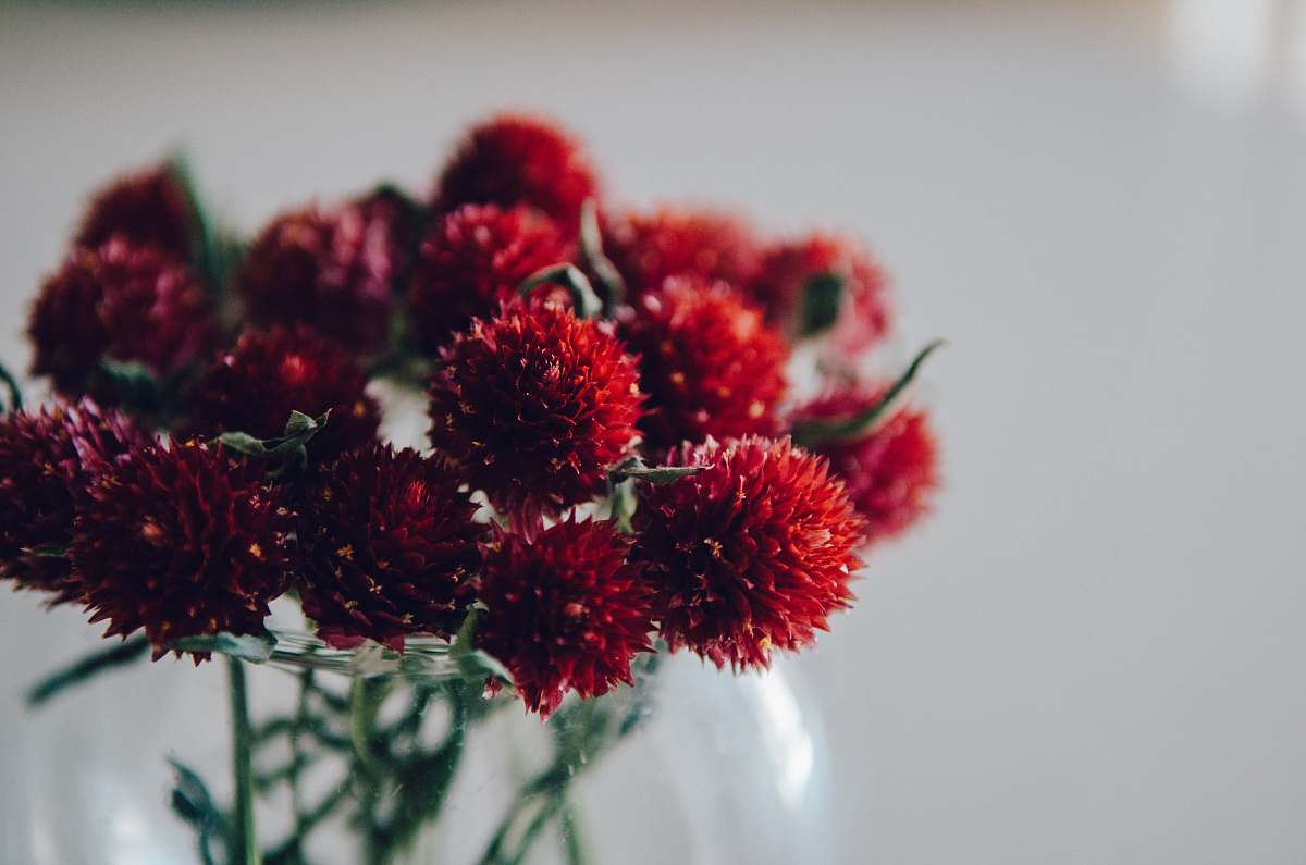 plant red-petaled flower in selective focus photography blossom