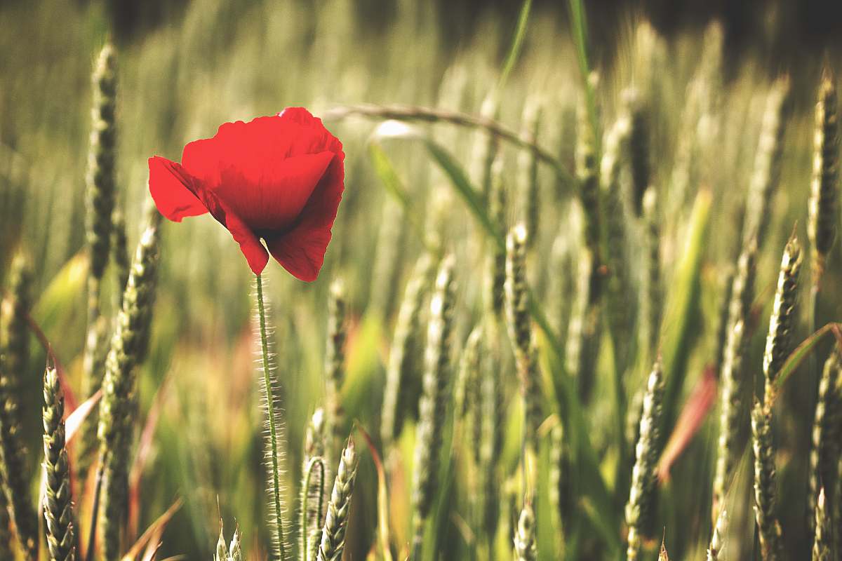 poppy red petaled flower plant