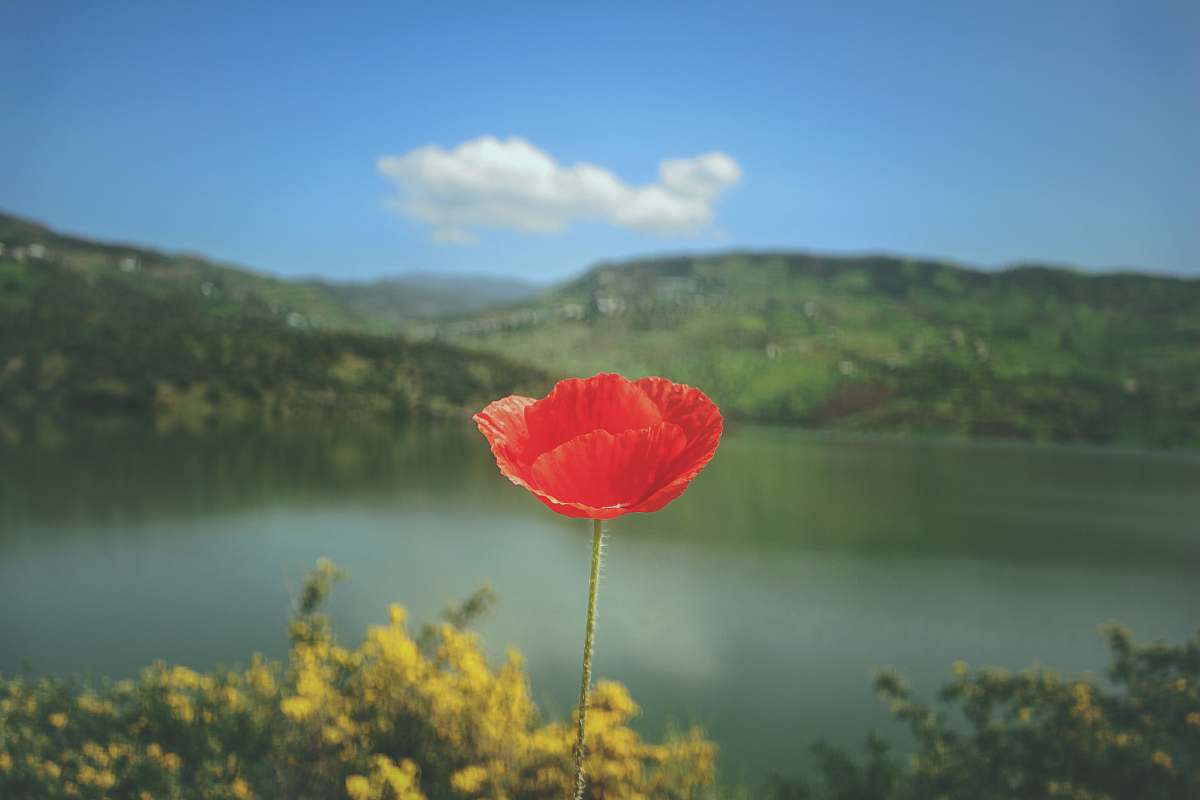 poppy red petaled flower with lake and body of water as background photo morocco