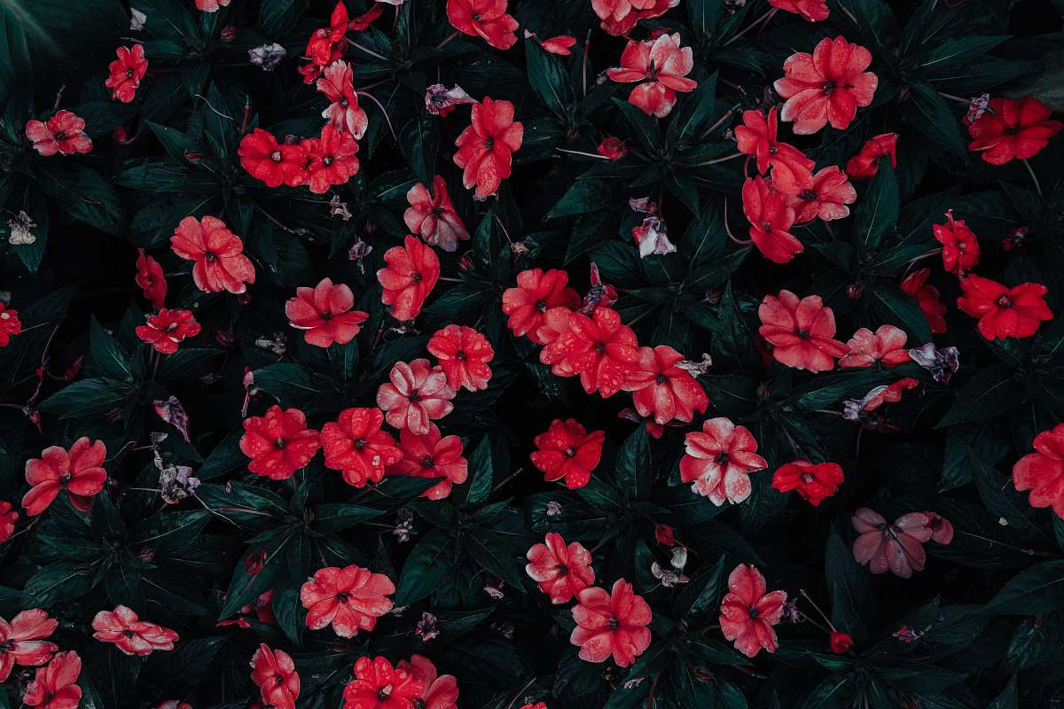 blossom red petaled flowers in close-up photography flora