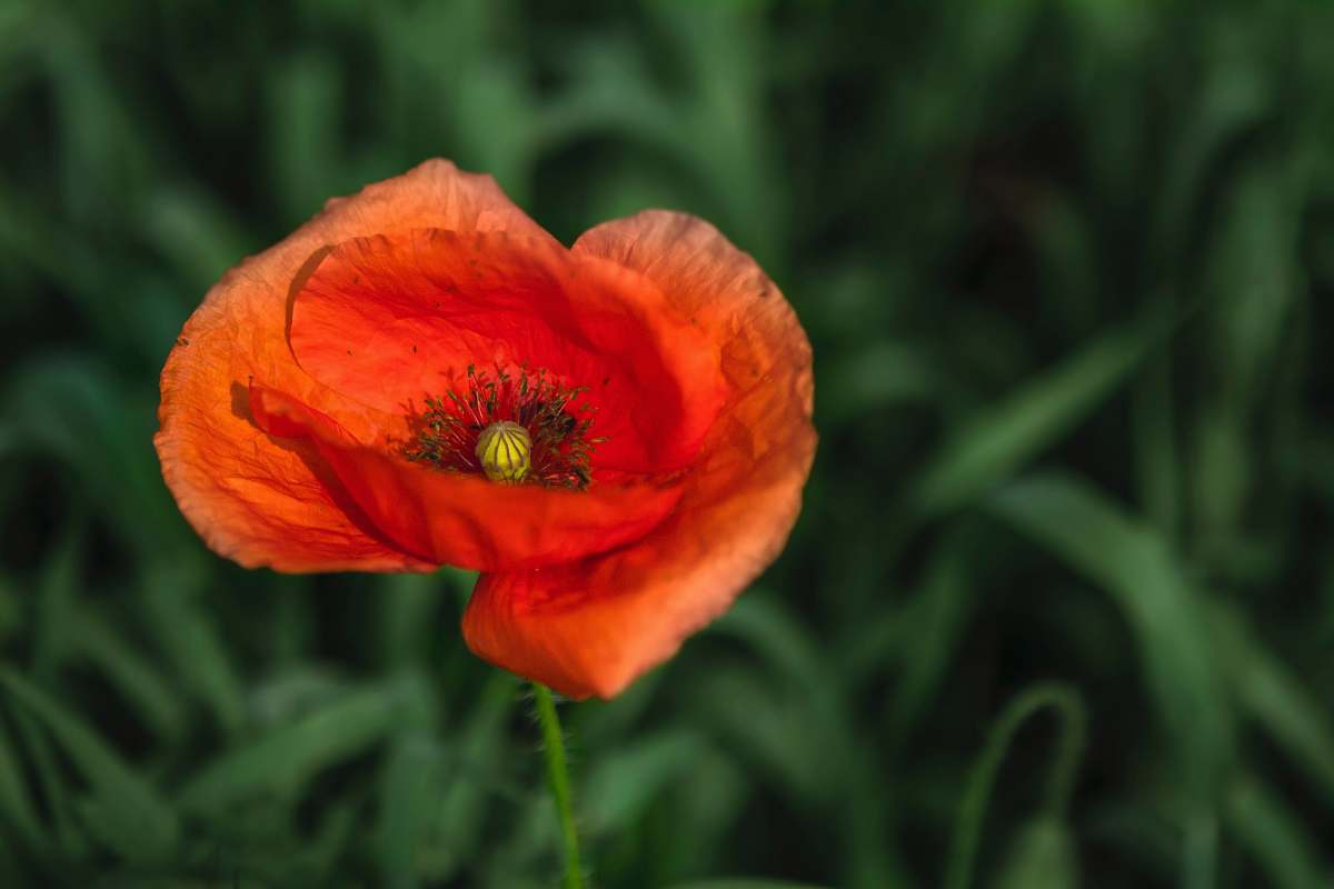 poppy red poppy flower blossom