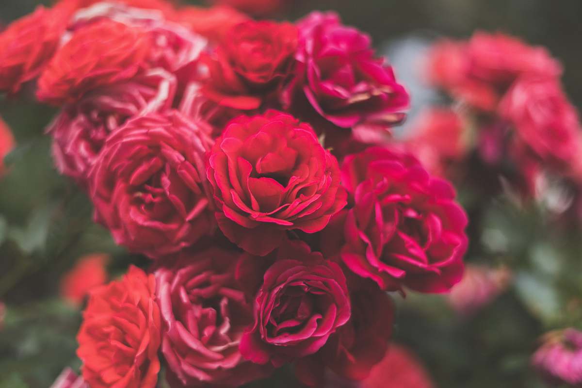 rose red rose bouquet flora
