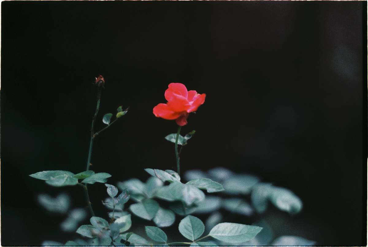 plant red rose flower blossom
