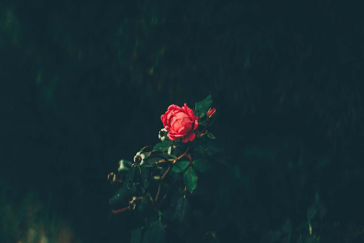rose red rose in bloom blossom