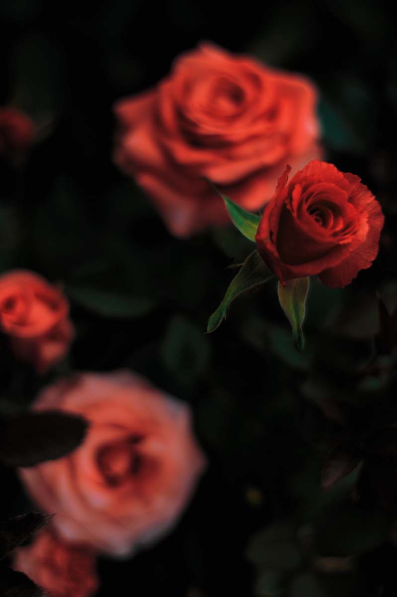blossom red rose in shallow focus photography rose