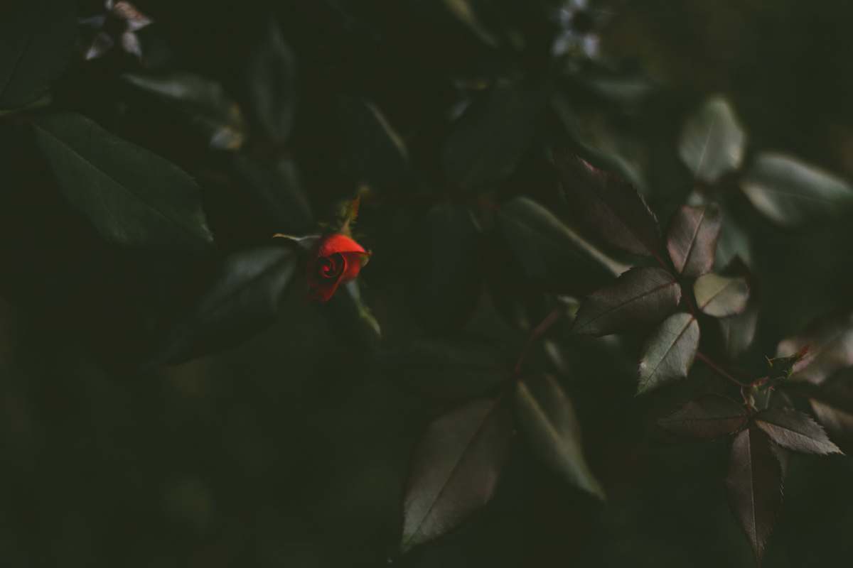 plant red rose rose