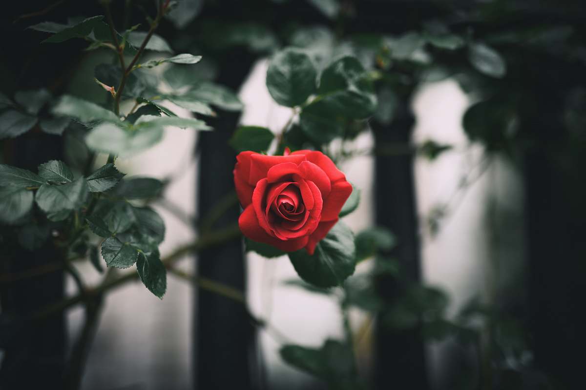 rose red rose flora